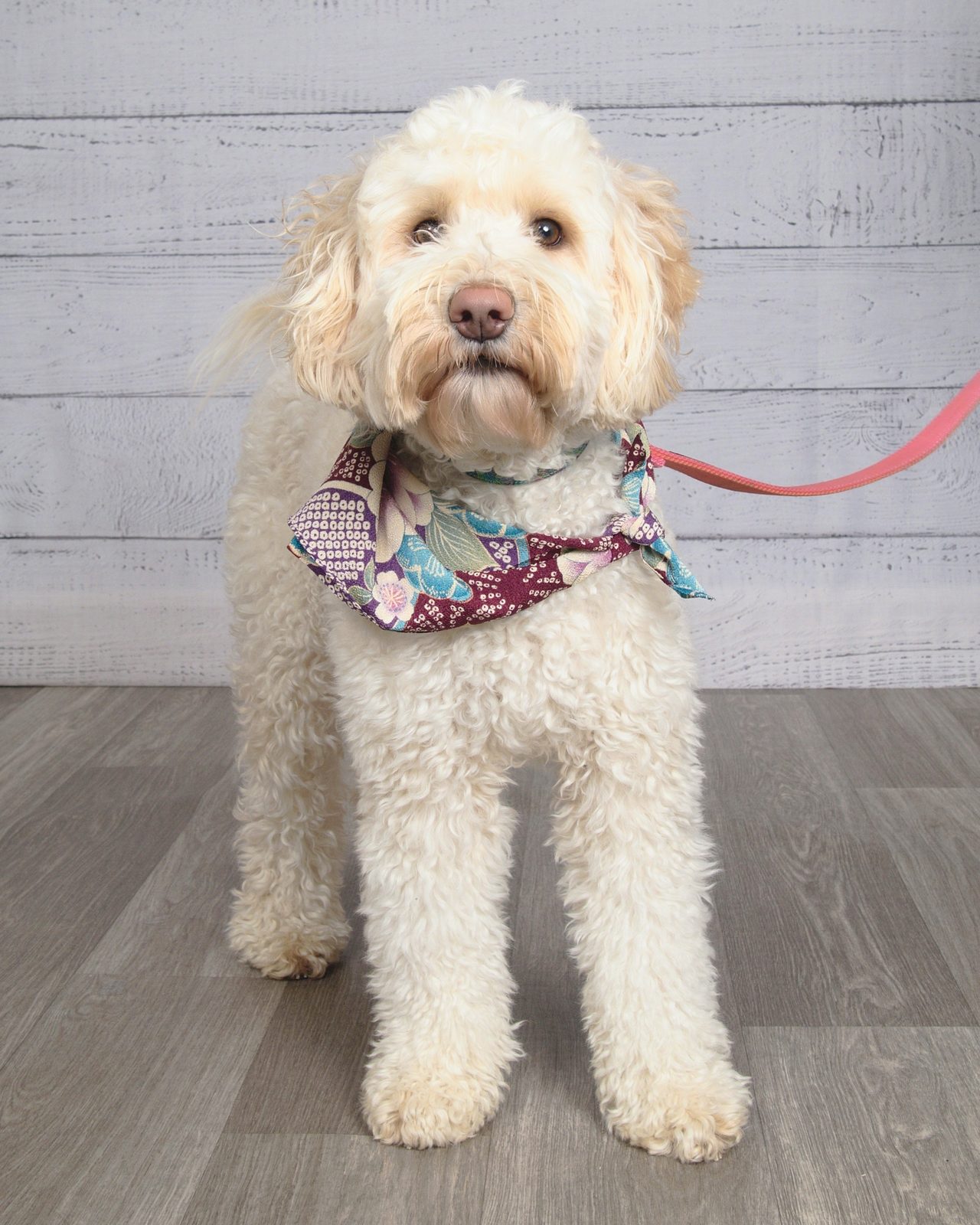 Winnie — Puppy Therapy founding mother
