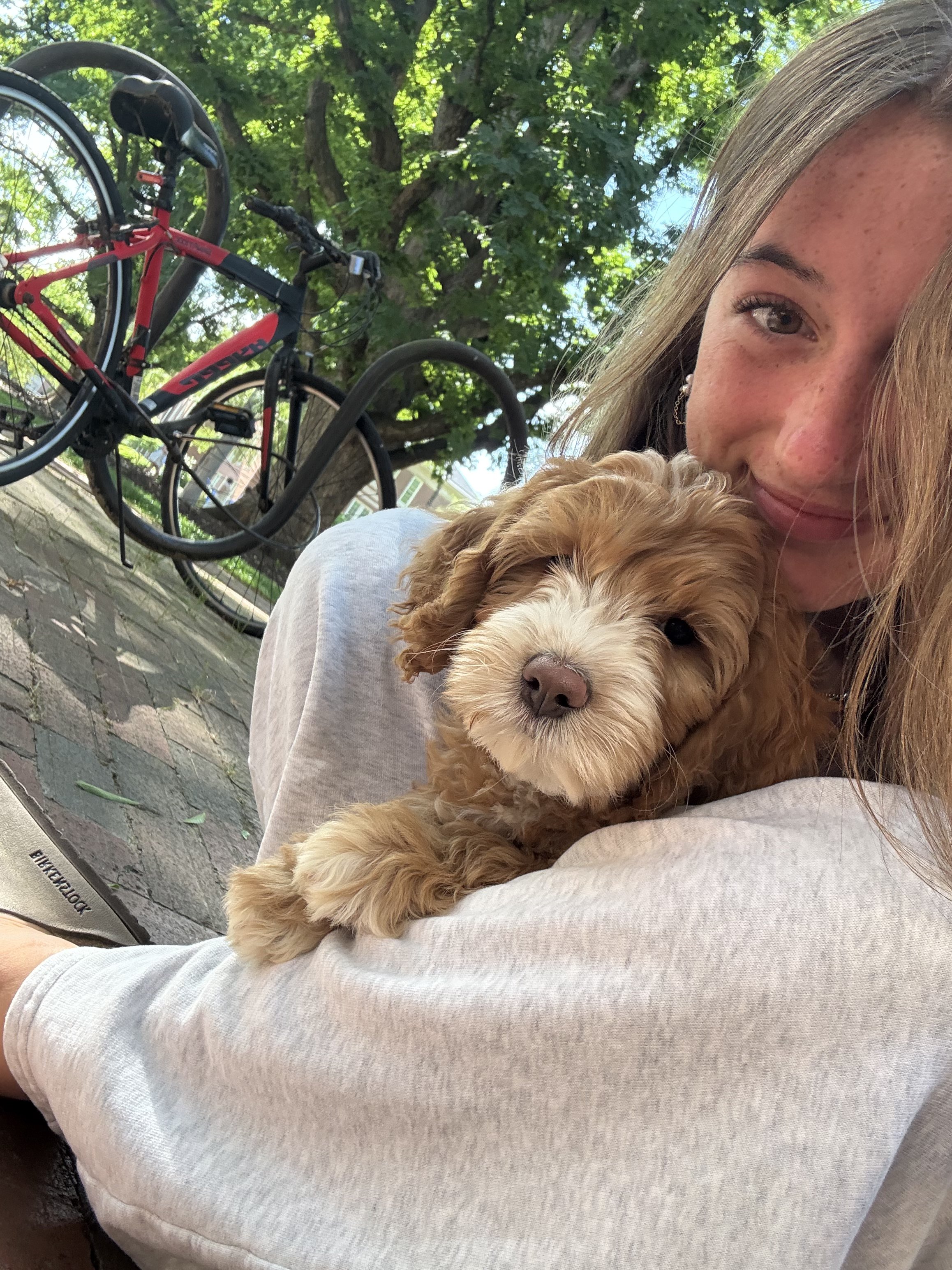 A certified Puppy Therapy Ambassador